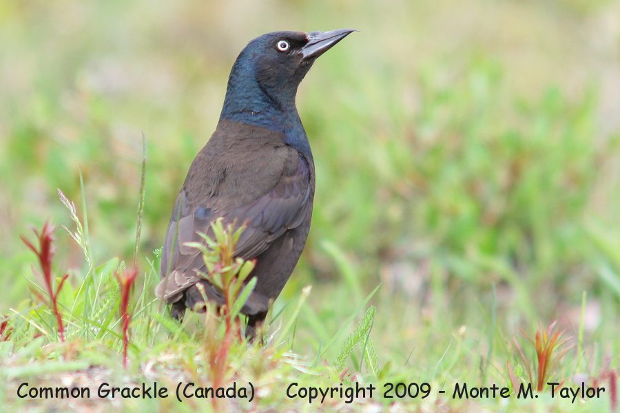 Common Grackle -summer male- (Churchill, Manitoba, Canada)