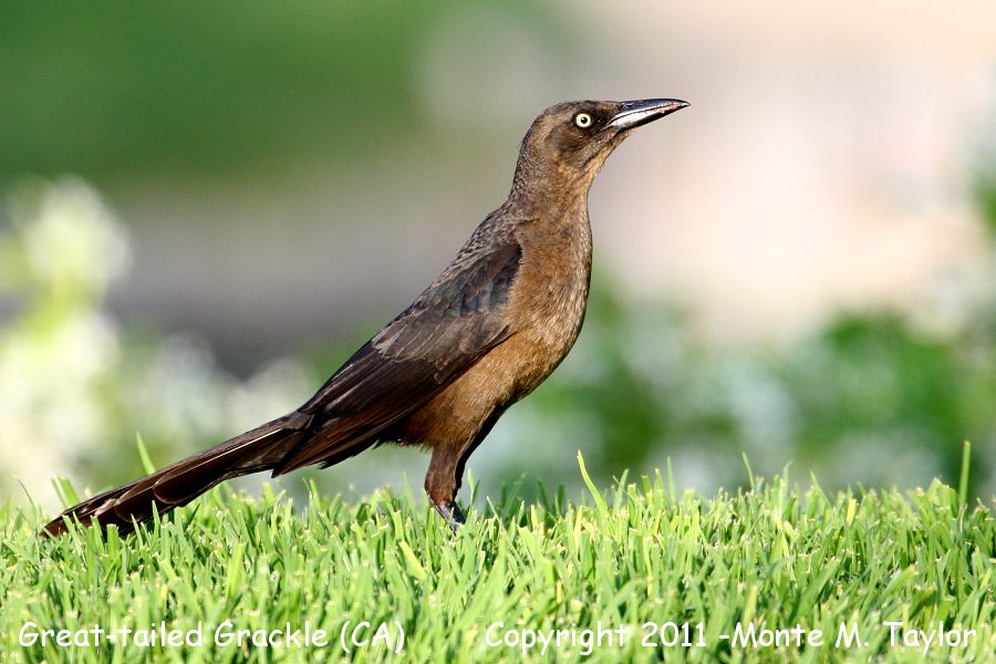 Great-tailed Grackle -spring female- (California)