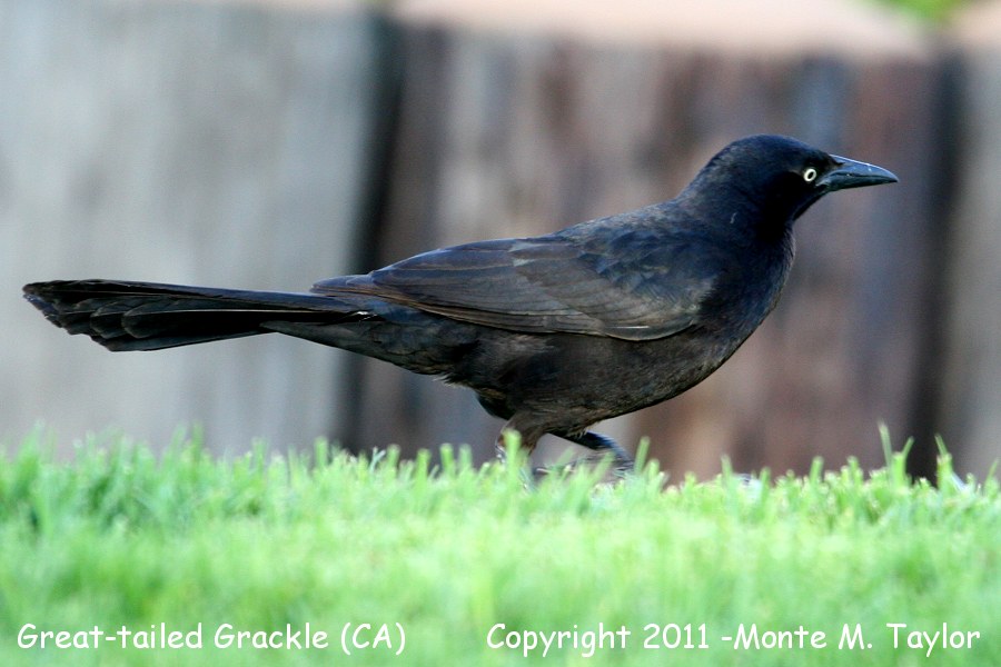 Great-tailed Grackle -spring male- (California)