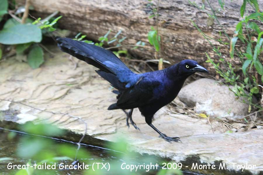 Great-tailed Grackle -spring male- (Texas)