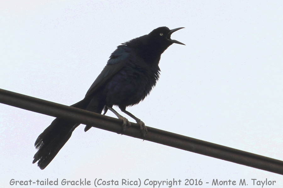 Great-tailed Grackle -winter male- (Selva Verde, Costa Rica)