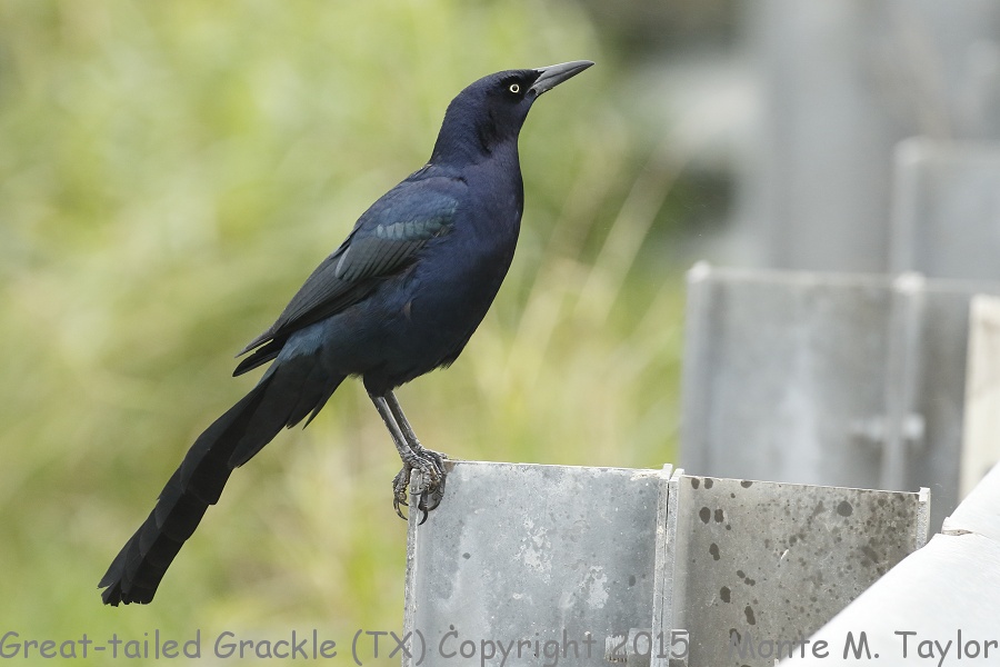 Great-tailed Grackle -winter male- (Texas)