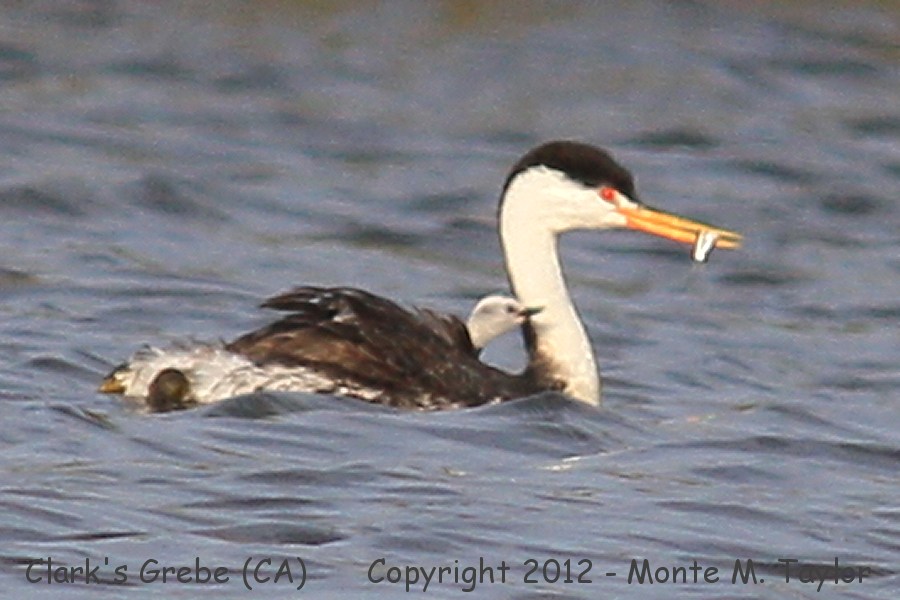 Clark's Grebe -summer with chick- (California)