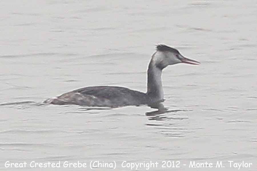 Great Crested Grebe -winter- (Yanqing, China)