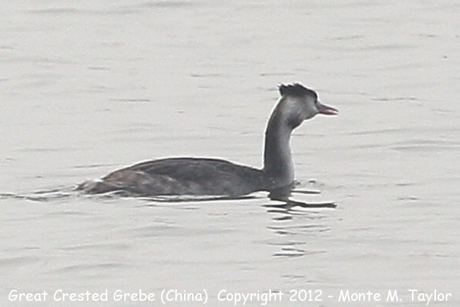 Great Crested Grebe -winter- (Yanqing, China)