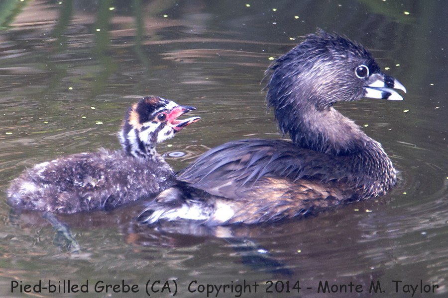 Pied-billed Grebe with chick -summer- (California)