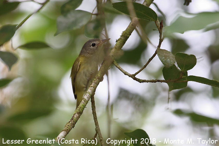 Lesser Greenlet -winter- (Costa Rica)