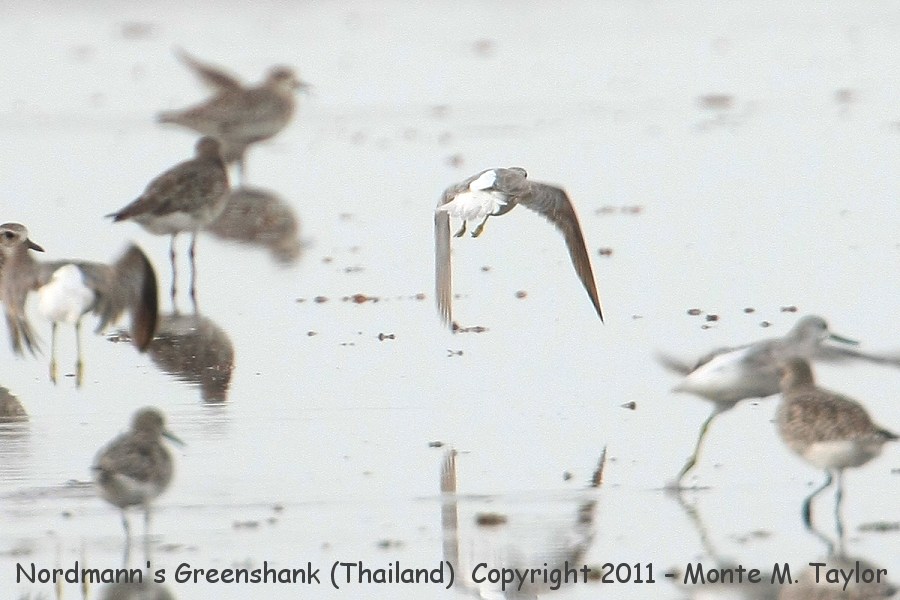 Nordmann's Greenshank -winter / flight - note white rump/tail- (Petchaburi, Thailand)