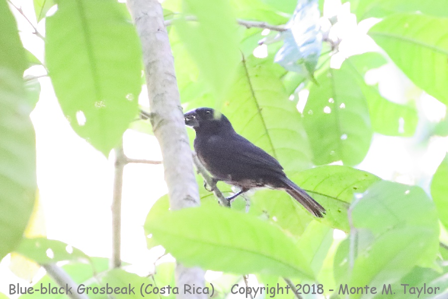 Blue-black Grosbeak -winter male- (Costa Rica)
