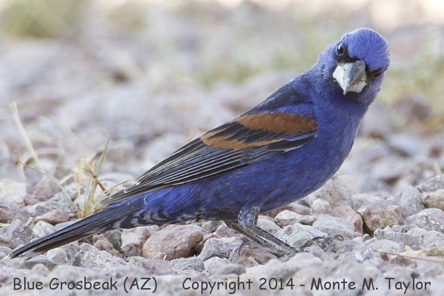 Blue Grosbeak -summer male- (Arizona)