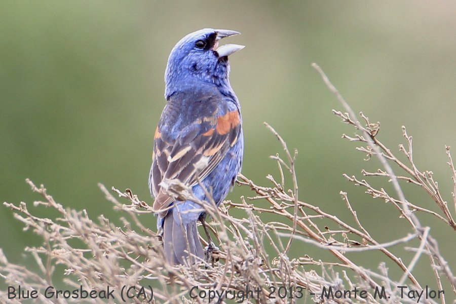 Blue Grosbeak -summer male- (California)