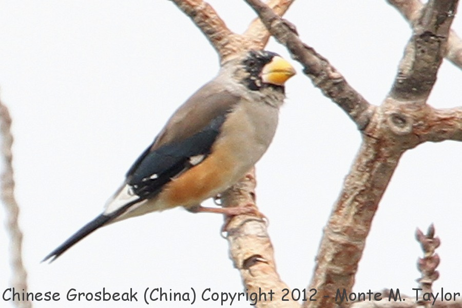 Chinese Grosbeak -winter 1st yr male / also called Black-tailed Grosbeak (China)