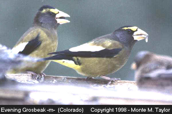 Evening Grosbeak -spring male- (Colorado)