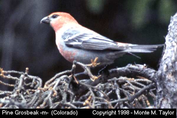 Pine Grosbeak -summer male- (Colorado)