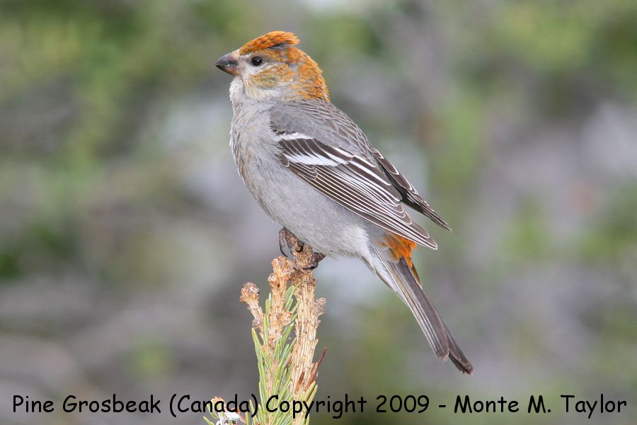 Pine Grosbeak -summer- (Churchill, Manitoba, Canada)