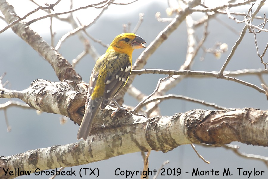 Yellow Grosbeak -Feb 27th, 2019- - (Concan, Texas)