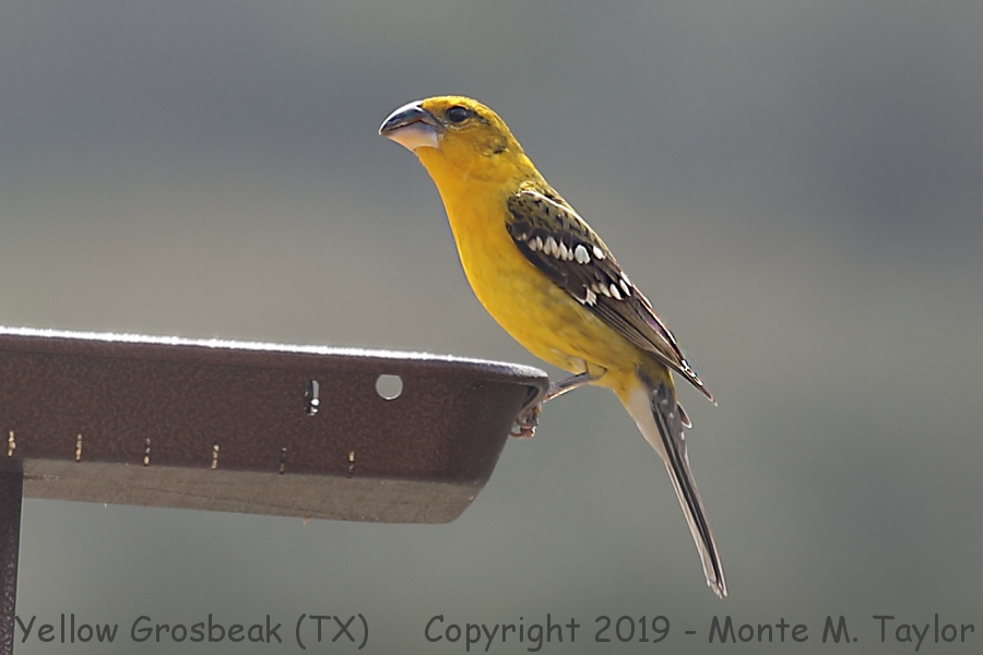 Yellow Grosbeak -Feb 27th, 2019- - (Concan, Texas)