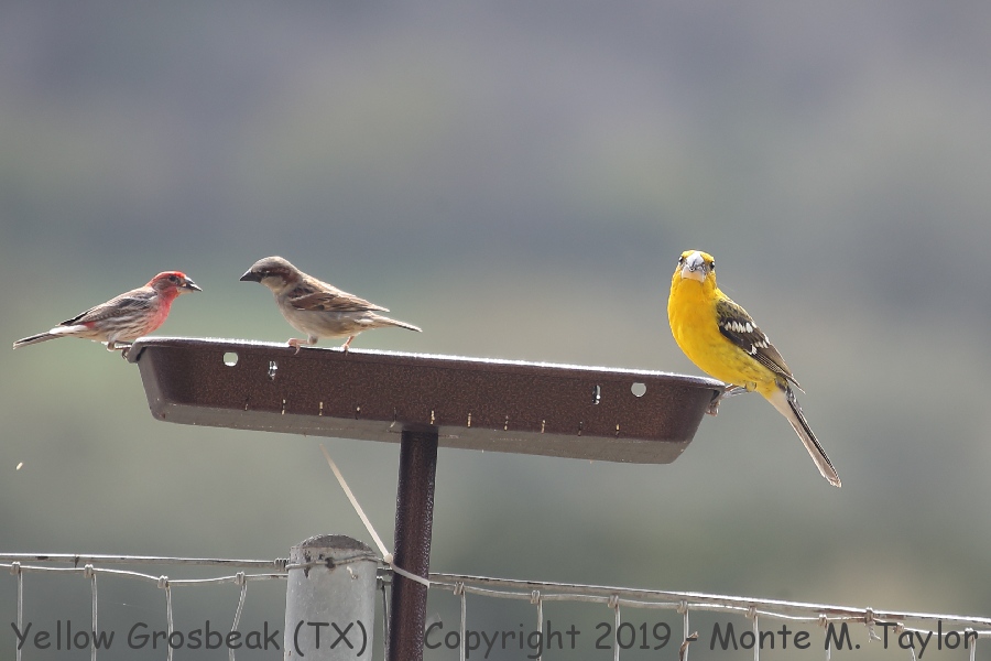 Yellow Grosbeak -First year male / Feb 27th, 2019- (Concan, Texas)