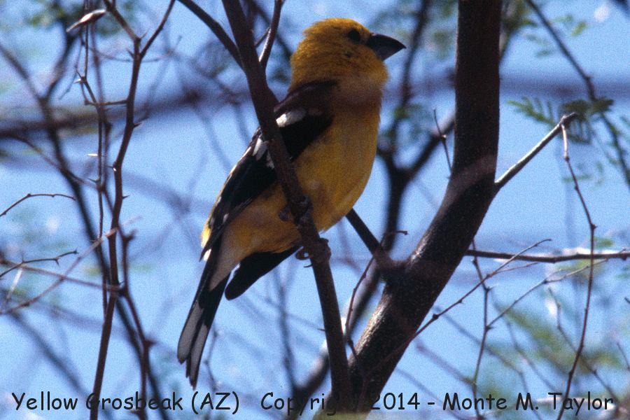 Yellow Grosbeak -summer male- (Arizona)