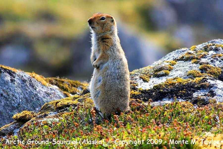 Arctic Ground-Squirrel -summer- (Alaska)