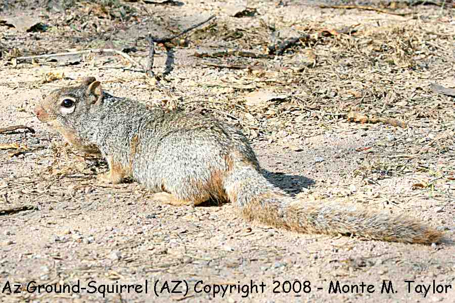 Arizona Ground-Squirrel (Arizona)