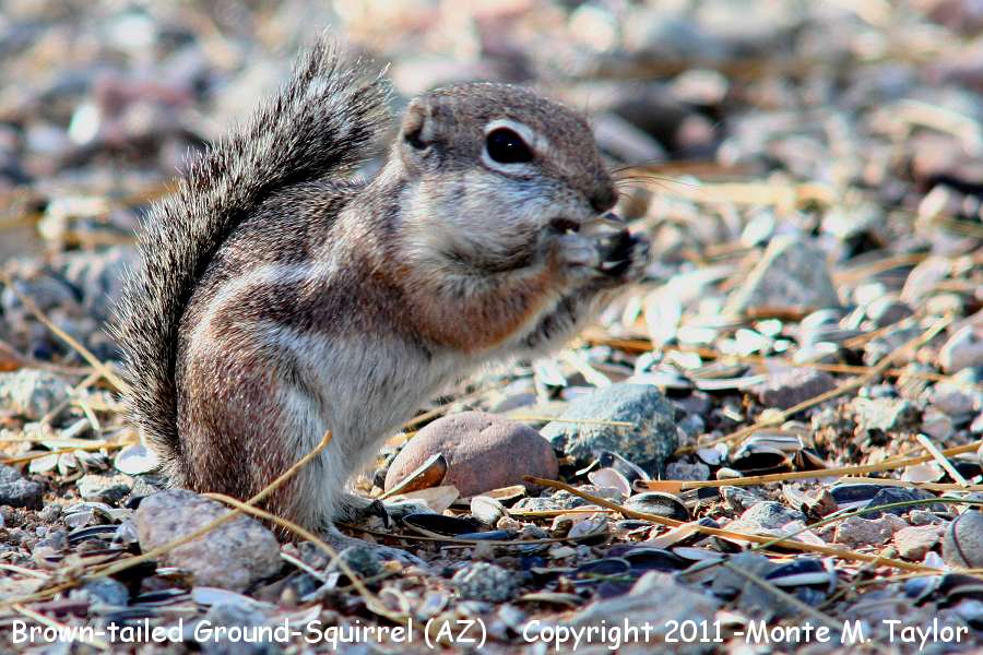 Brown-tailed Ground-Squirrel -winter- (Arizona)