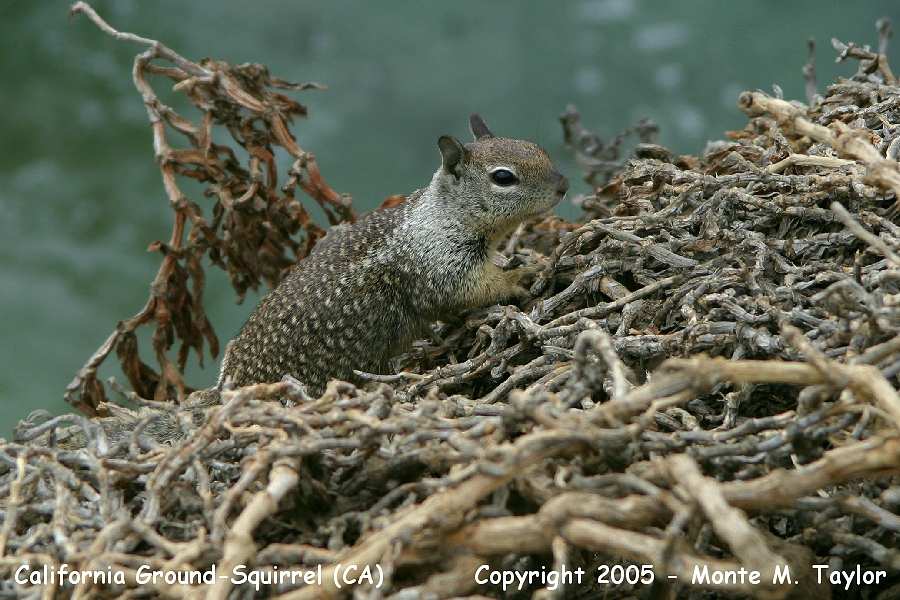 California Ground-Squirrel (California)
