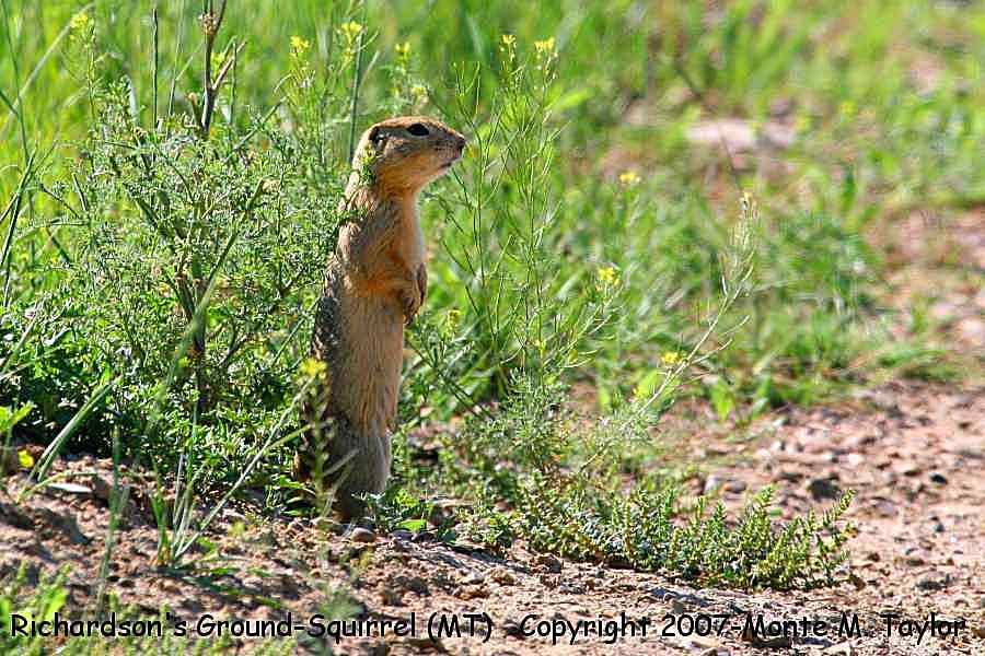 Richardson's Ground-Squirrel -summer- (Montana)