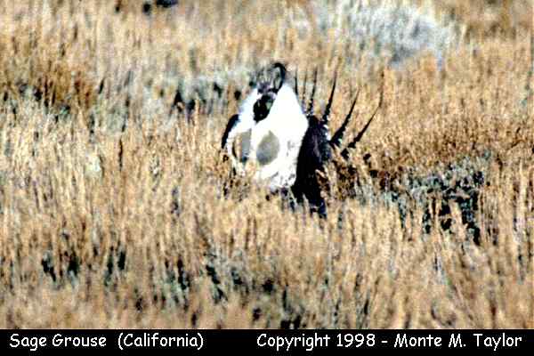 Greater Sage-Grouse -spring male- (California)