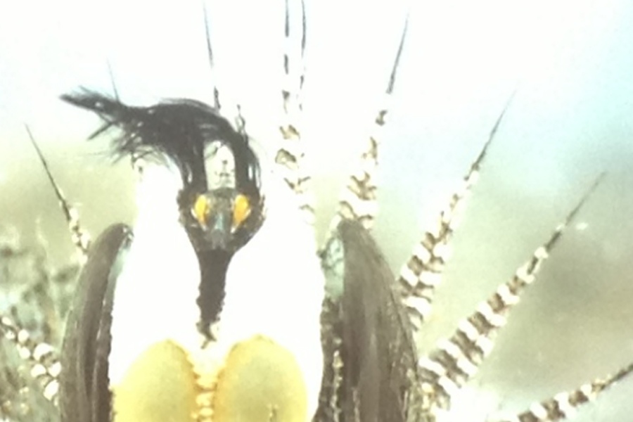 Gunnison Sage Grouse showing large amount of head plume feathers and even width banded tail feathers