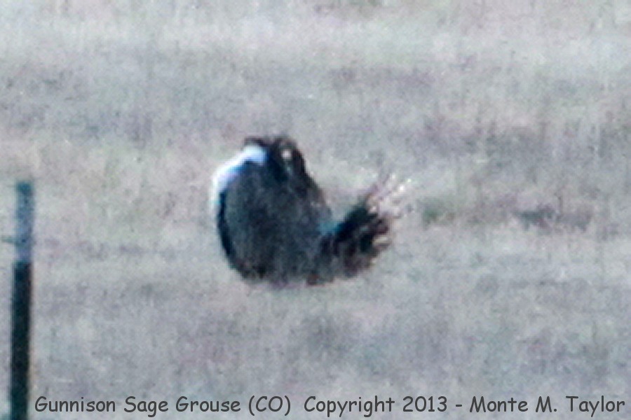 Gunnison Sage-Grouse -spring male displaying- (Waunita Lek, Gunnison, Colorado)