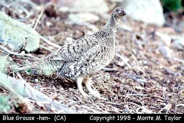 Sooty Grouse -spring female / formerly Blue Grouse- (California)