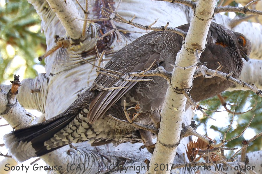 Sooty Grouse -summer male- (Mammoth Lakes, California)