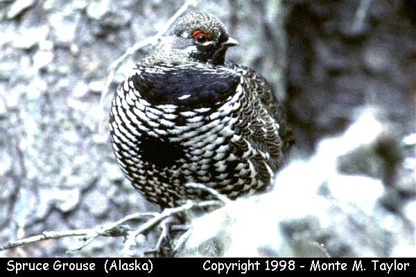 Spruce Grouse -spring male- (Alaska)