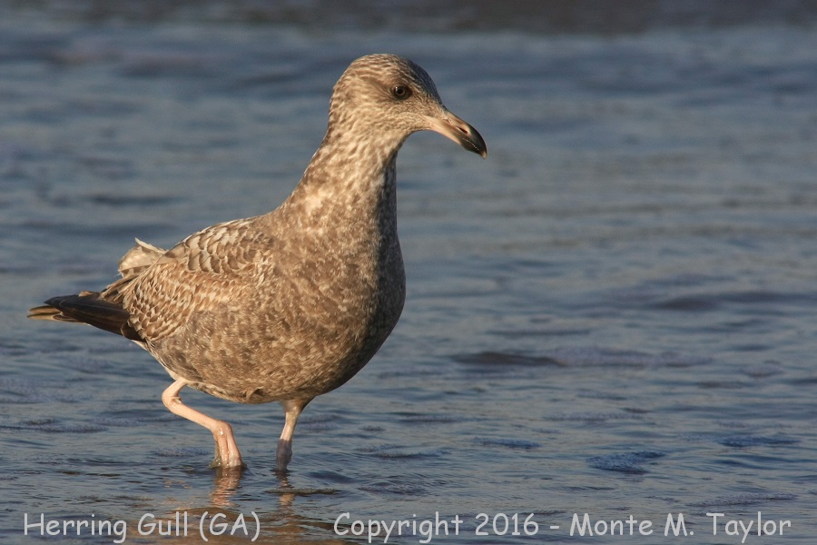 American Herring Gull -winter 1st cycle- (Georgia)