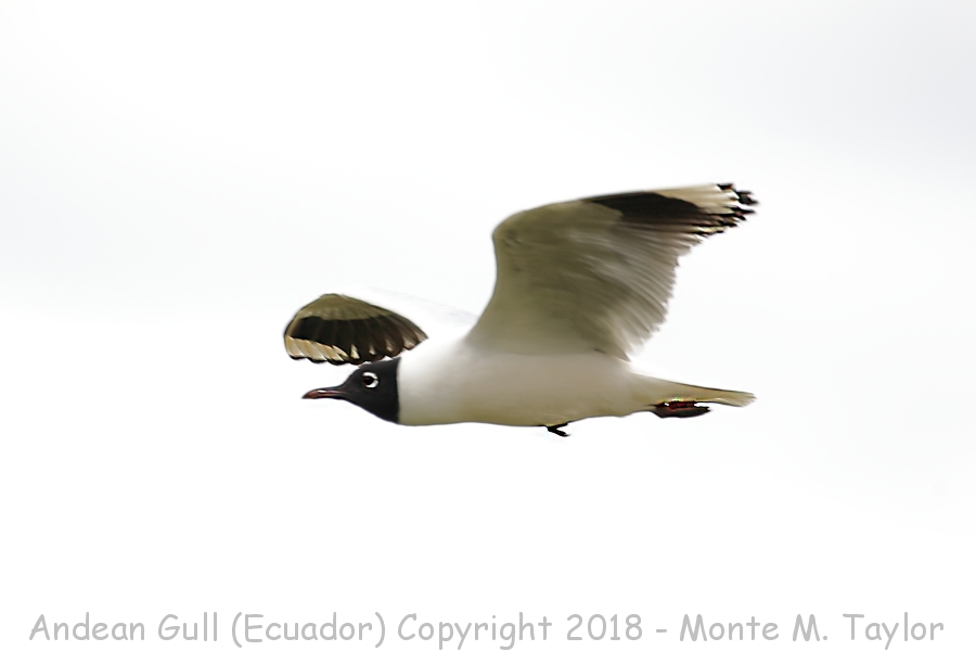  Andean Gull -November- (Antisana Ecological Reserve, Ecuador)