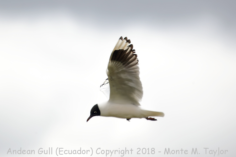 Andean Gull -November- (Antisana Ecological Reserve, Ecuador)