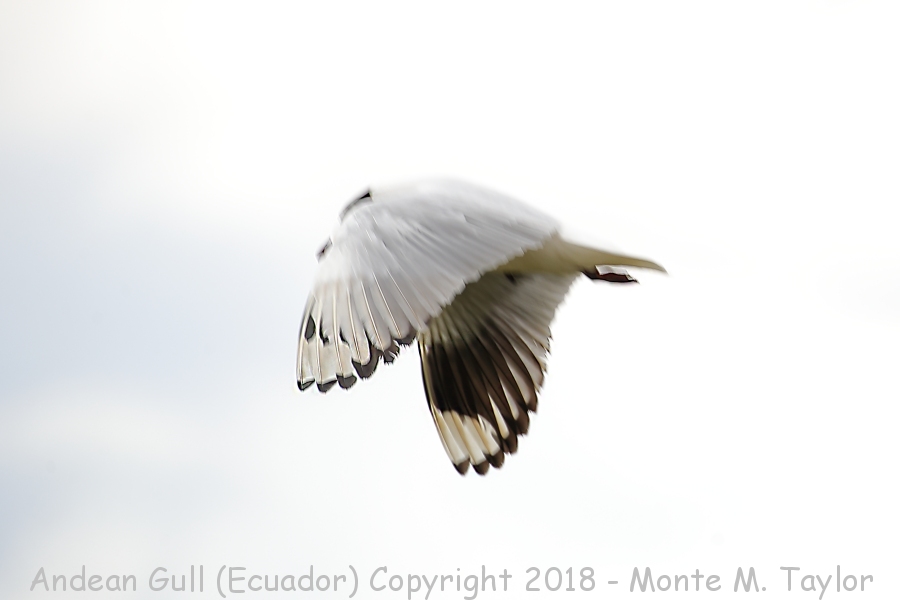 Andean Gull -November- (Antisana Ecological Reserve, Ecuador)