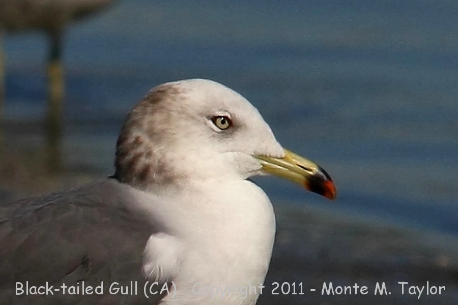 Black-tailed Gull -Nov 8th, 2010 adult showing red orbital ring- (California)