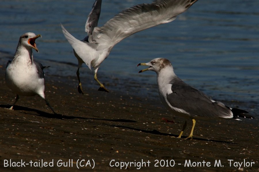 Black-tailed Gull -Nov 8th, 2010- (Los Alamitos, California)