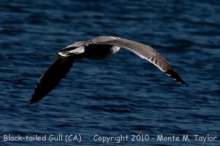 Black-tailed Gull -Nov 8th, 2010- (Los Alamitos, California)
