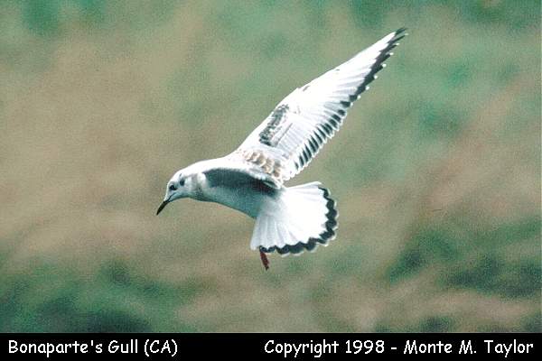 Bonaparte's Gull -1st cycle summer- (California)