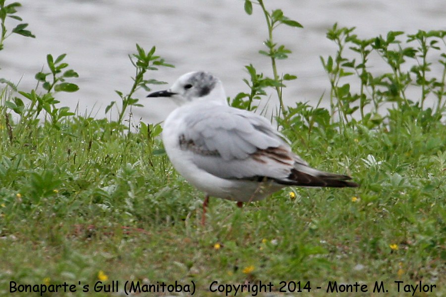 Bonaparte's Gull -1st cycle summer- (Manitoba, Canada)