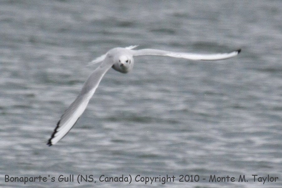 Bonaparte's Gull -winter adult- (Nova Scotia, Canada)