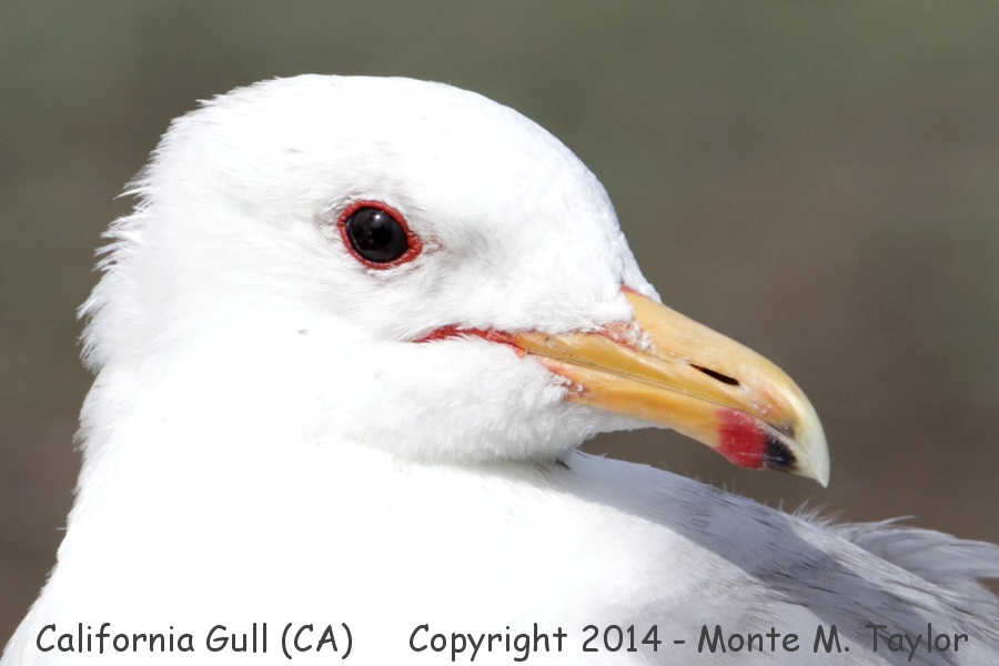 California Gull -winter adult- (California)