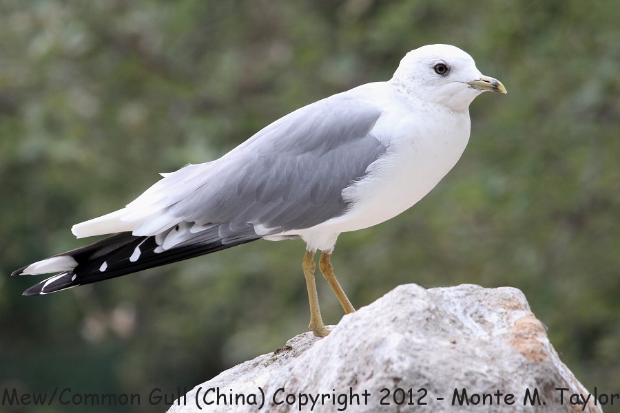 Common Gull - winter- (Tianjin, China)