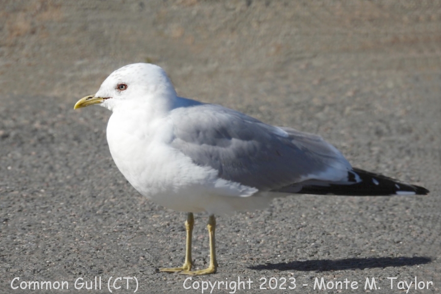 Common Gull -winter- (Windham, Connecticut)