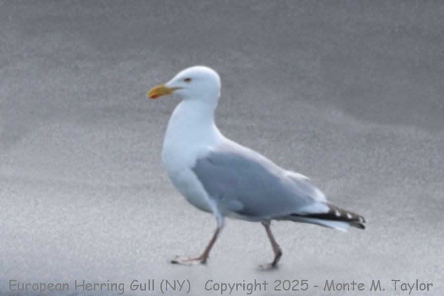 European Herring Gull -winter 2/20/2025- (Suffolk, New York)