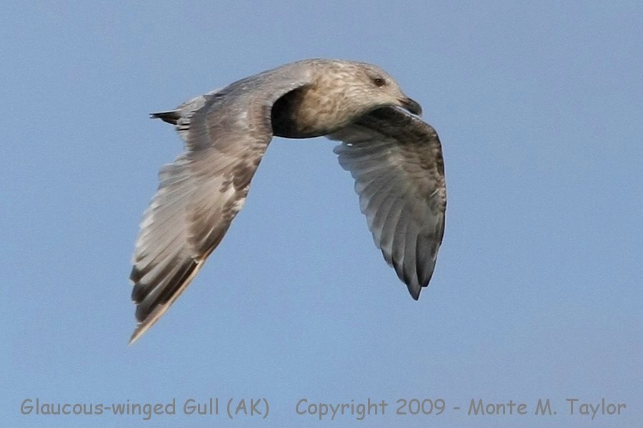 Glaucous-winged Gull -fall 1st cycle- (Gambell, St. Lawrence Island, Alaska)
