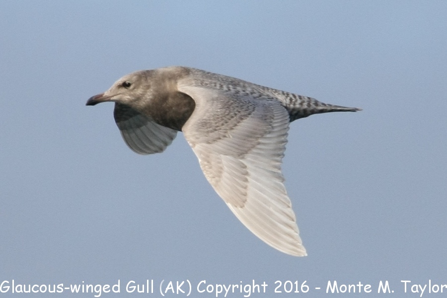 Glaucous-winged Gull -summer 2nd cycle- (Alaska)